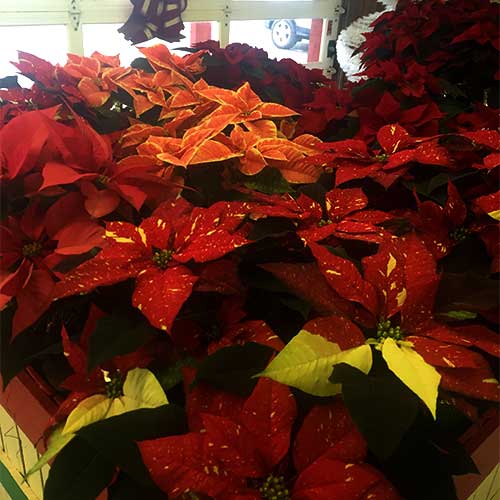 Christmas trees, poinsettias and festive holiday decor available at Tom Strain and Sons in Toledo, Ohio!